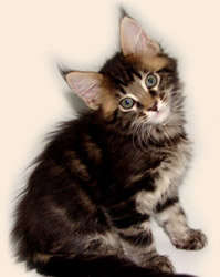      Catsvill County